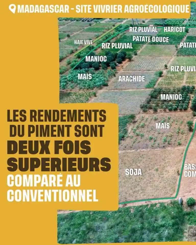 Les rendements du piment sont deux fois supérieurs comparé au conventionnel