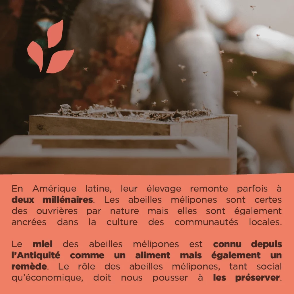 Ruche mélipone avec explications texte
