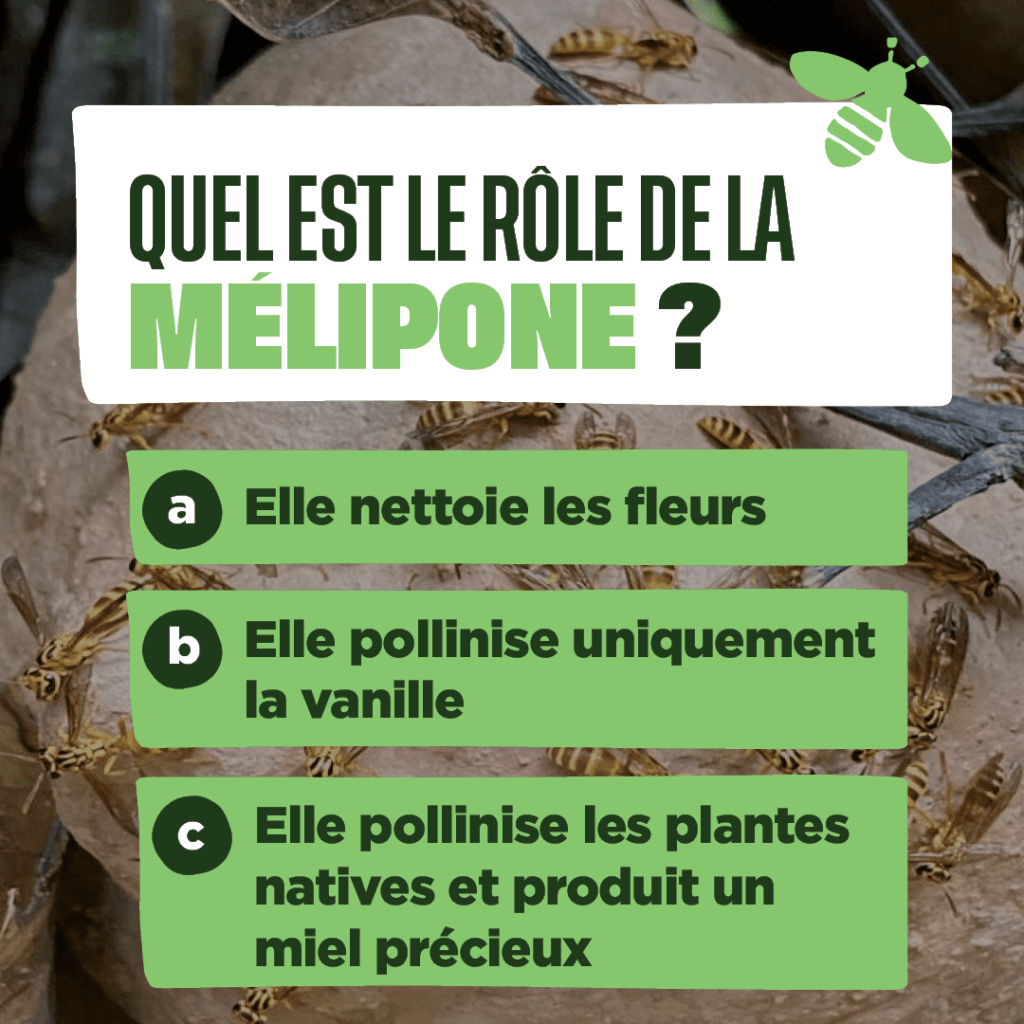 Question 1 : quel est le rôle de la mélipone