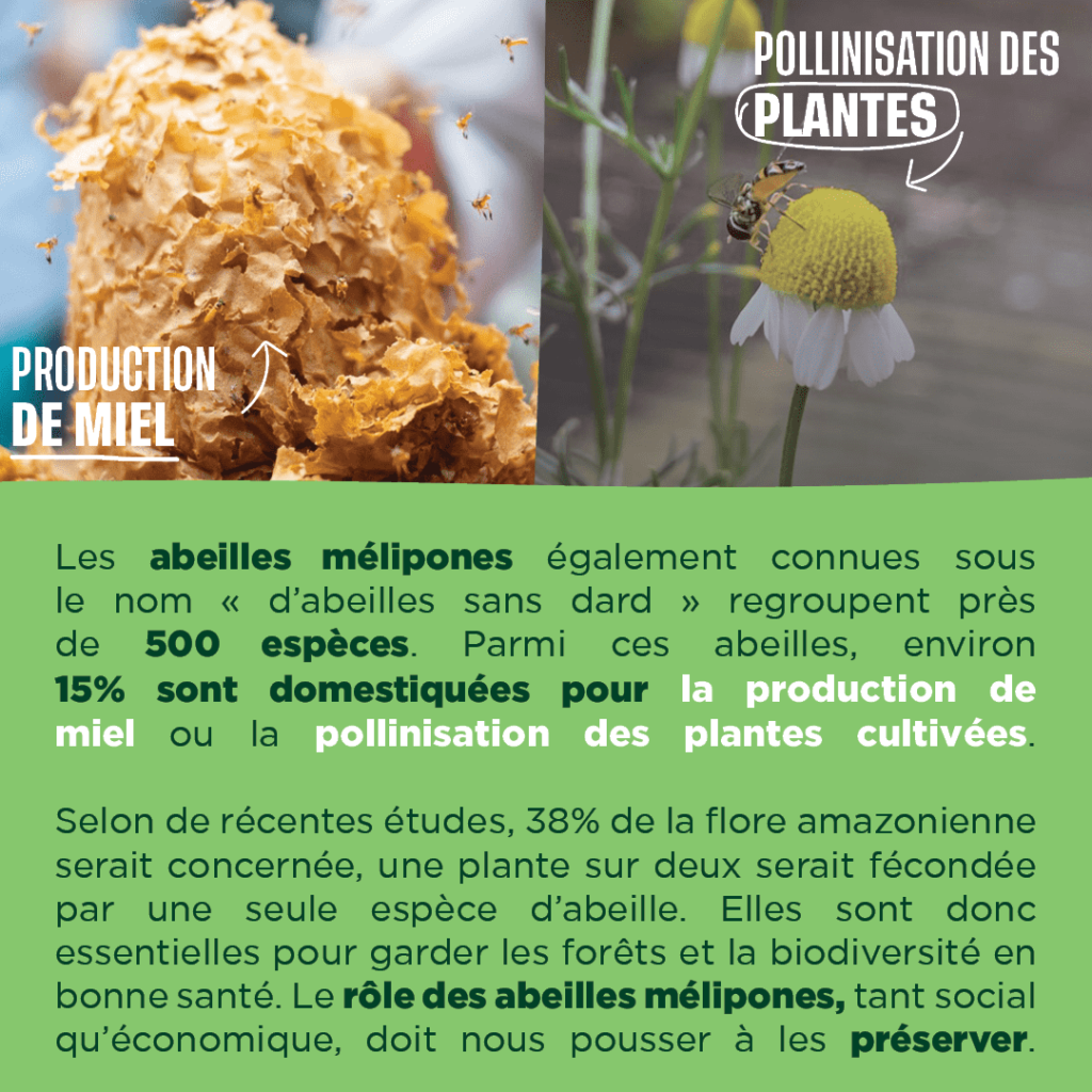 le rôle de l'abeille mélipone