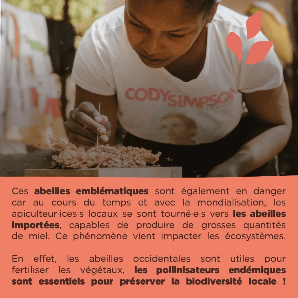Apicultrice avec texte explicatif des abeilles mélipones