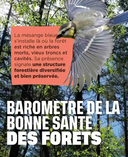 La mésange bleue : baromètre de la bonne santé des forêts