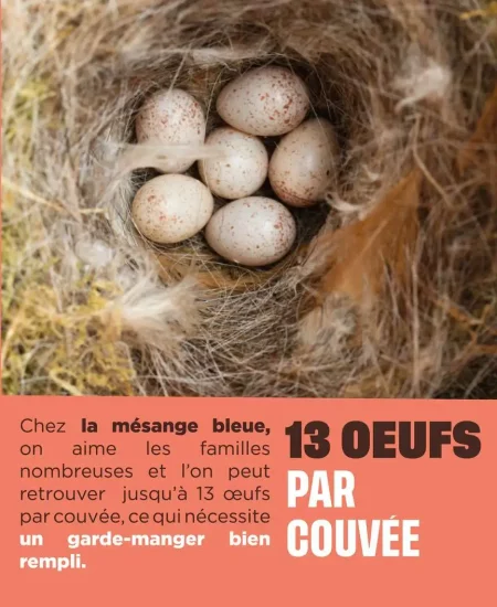 3 faits sur la mésange bleue v3
