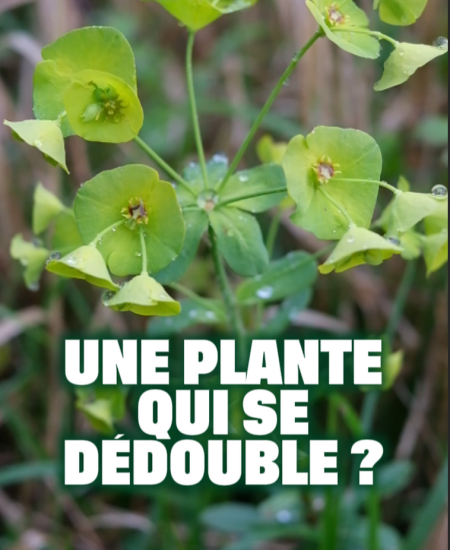 L'euphorbe, une plante qui se dédouble