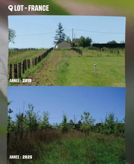 Avant après parcelle